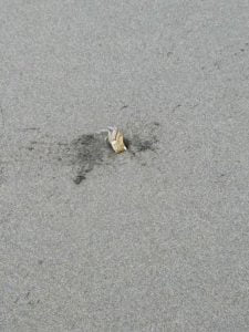 Caught this crab digging one of the holes on the beach