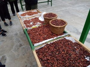Various stages of roasting the cacao